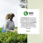 Moringa Tulsi Herbal Brew - Image 5